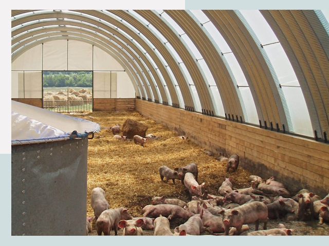 Строительство свинарников в Екатеринбурге